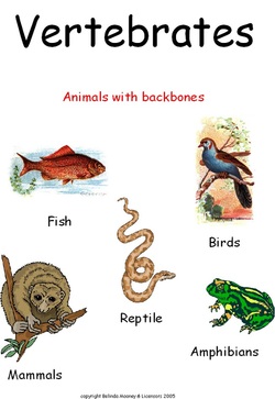 Task 2-Vertebrates - Animals Around the GlobeA Life Science Webquest